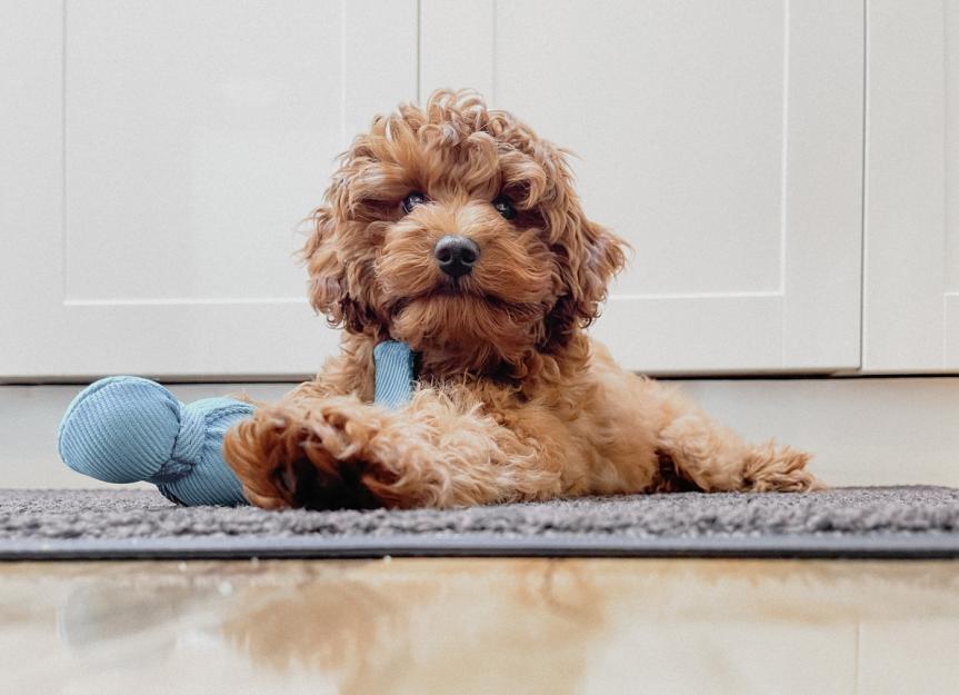 hypoallergenic cavapoo