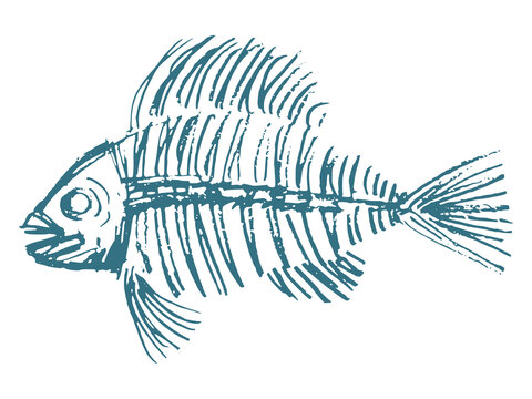 fish skeleton drawing