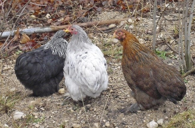 bantam chickens for sale near me