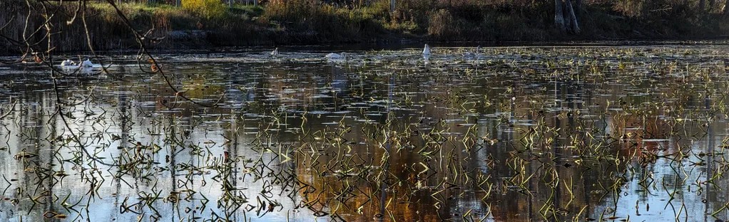 bannister lake conservation area