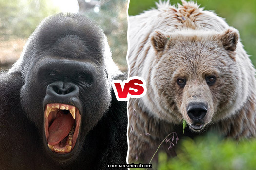 kodiak bear vs silverback gorilla