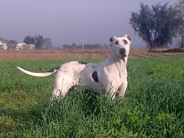 bully kutta height