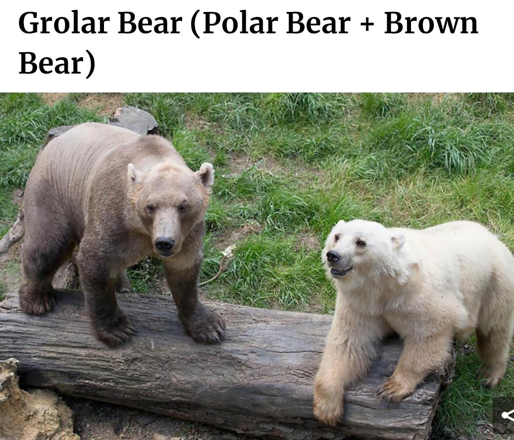 grolar bear size