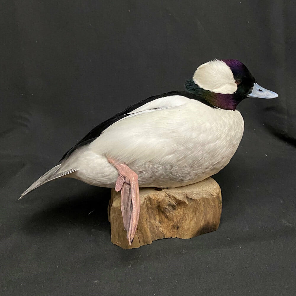 bufflehead drake mount