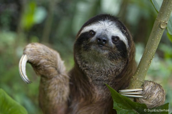 can sloths move fast