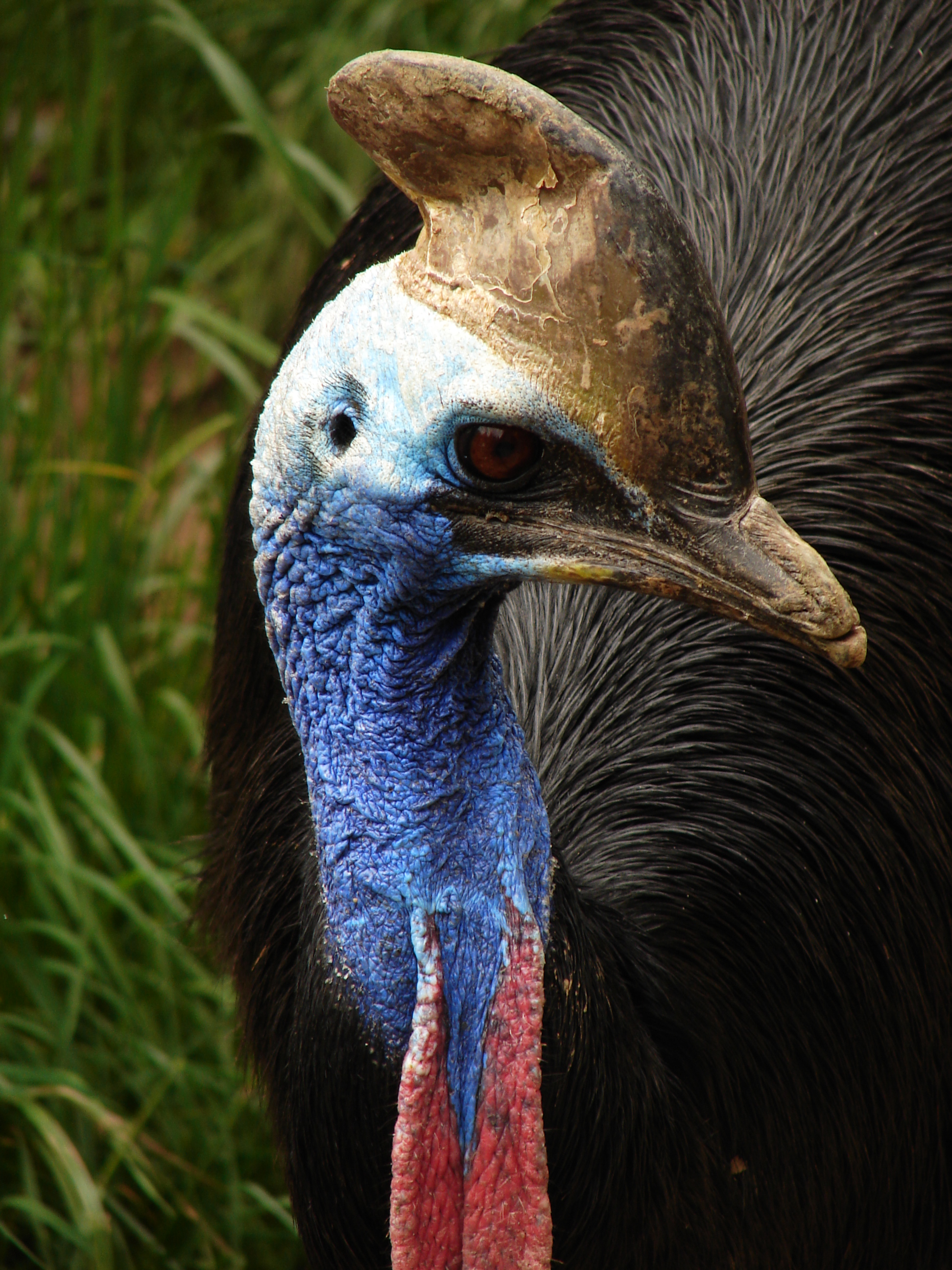 cassowary wiki