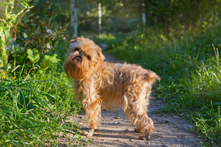 brussels griffon rescue uk