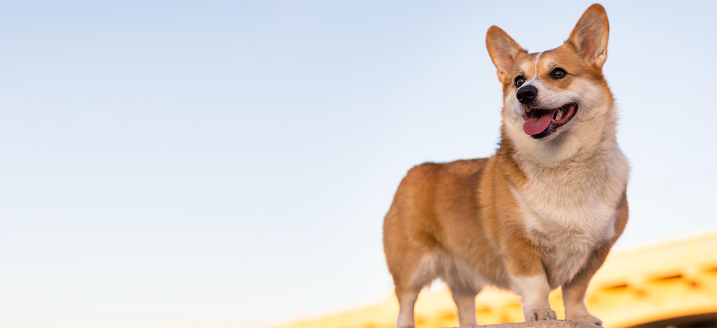 corgi rescue bc