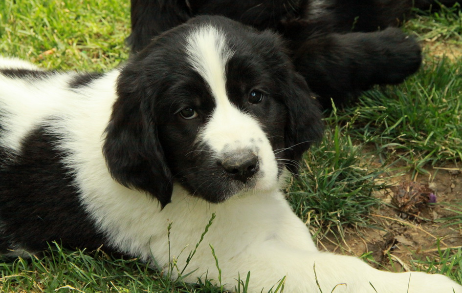 newfoundland puppies for sale in ontario