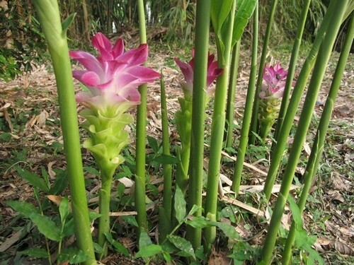 kasturi haldi plant