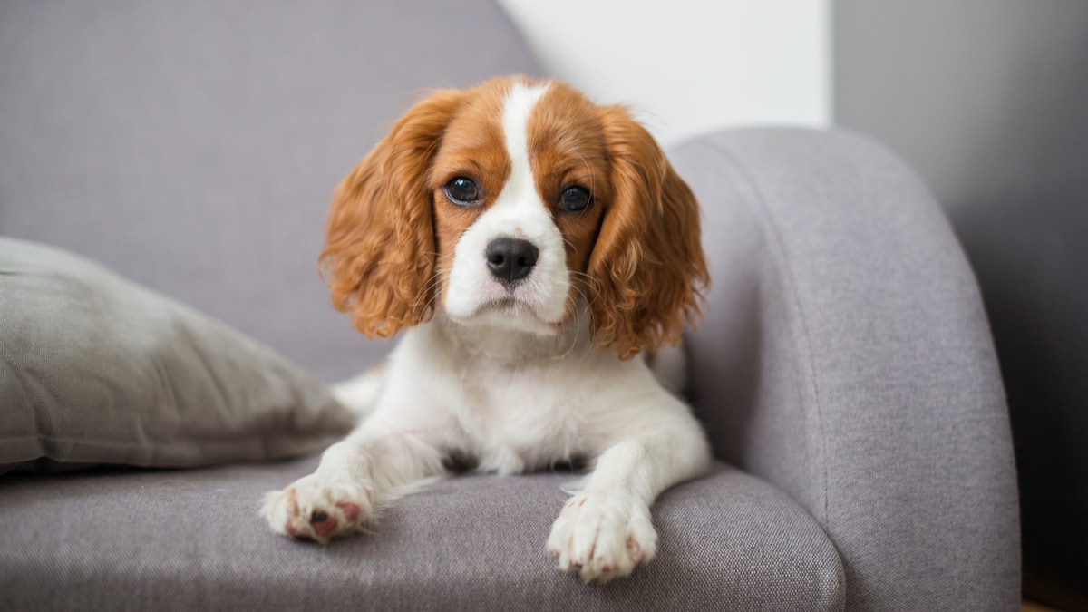 cavalier king charles hypoallergenic