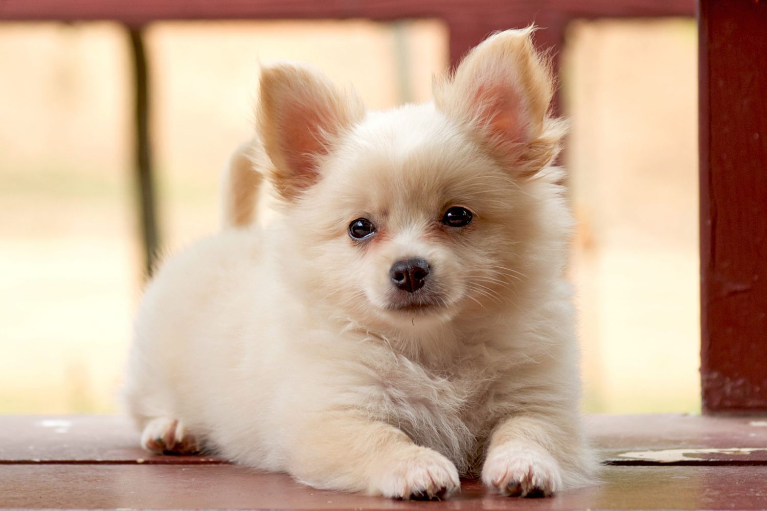 pomeranian cross with chihuahua