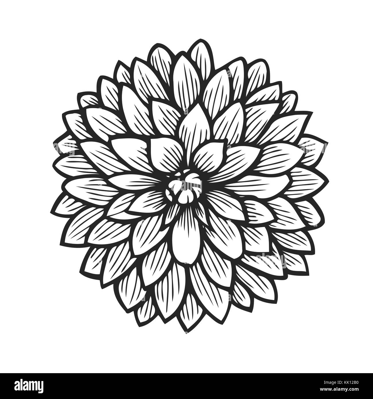 dahlia flower vector