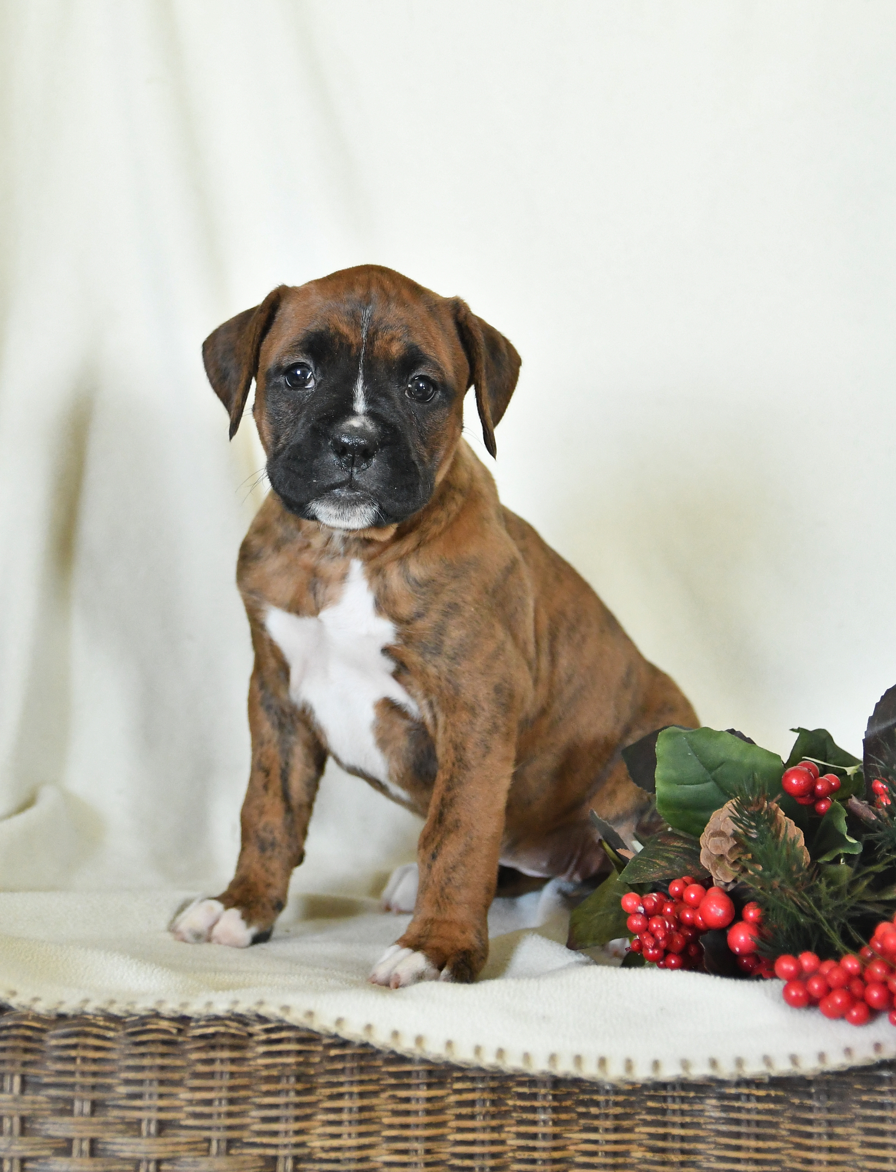 boxer puppies for sale