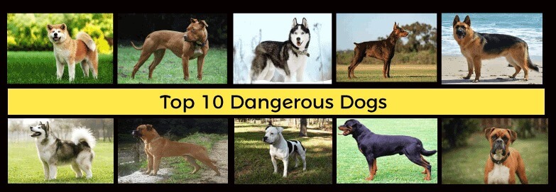 top 10 most dangerous dogs