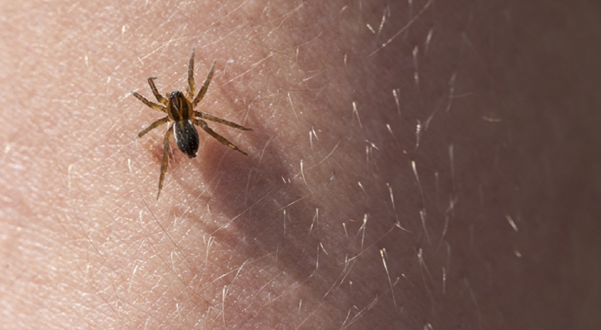 soñar que te pica una araña en la mano