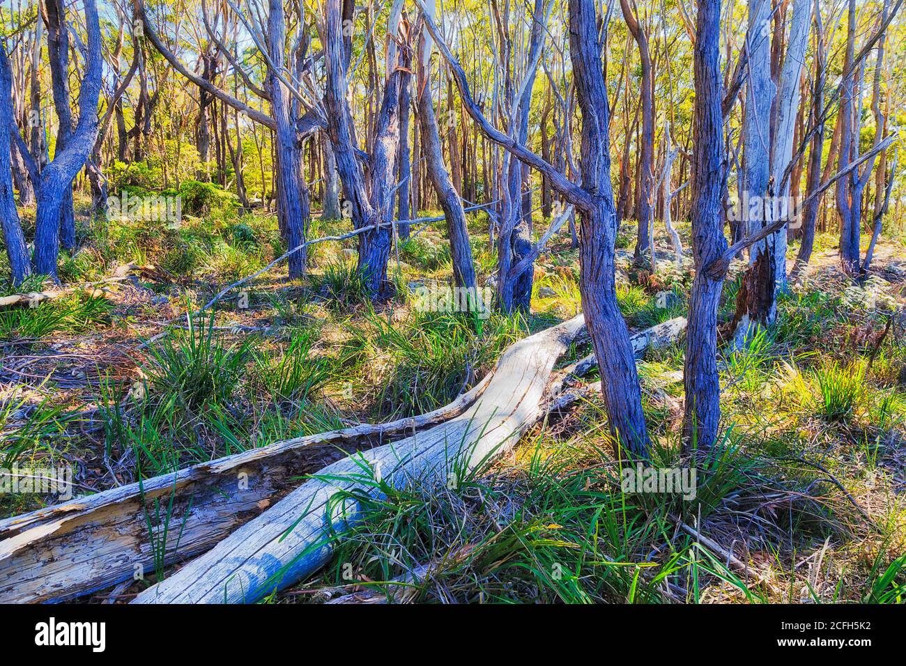 gumtree nsw