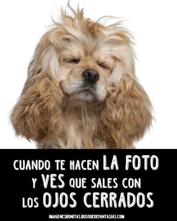 memes de perros para whatsapp