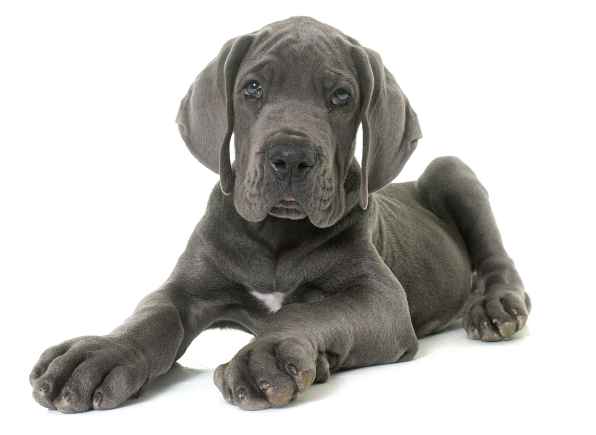 great dane puppies for sale near me