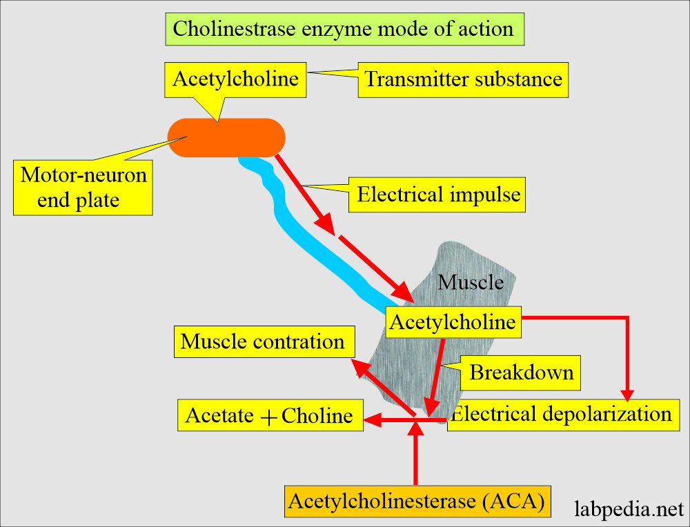 cholinesterase