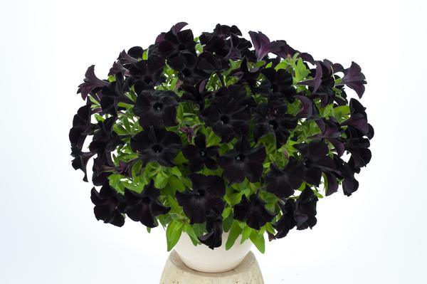 petunia black ray