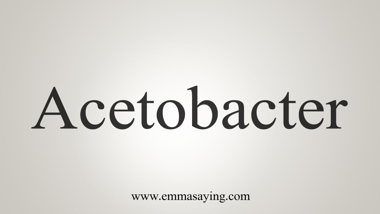 acetobacter pronunciation