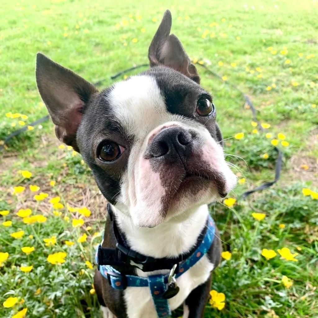 uk boston terrier rescue