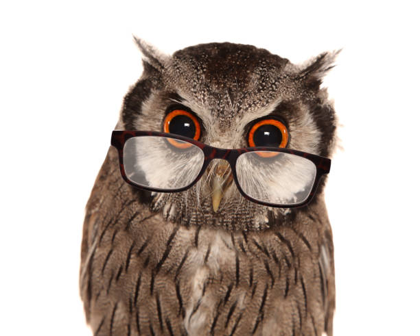 glasses place with owl