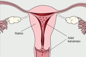 adet söktürücü ilaç kadınlar kulübü