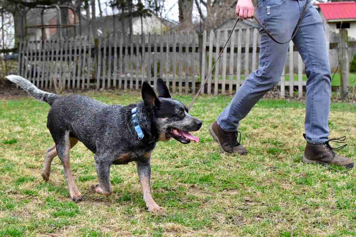 aus working dog rescue