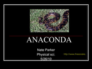 sand flag anaconda