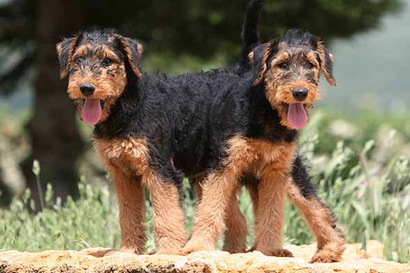 airedale puppies for sale