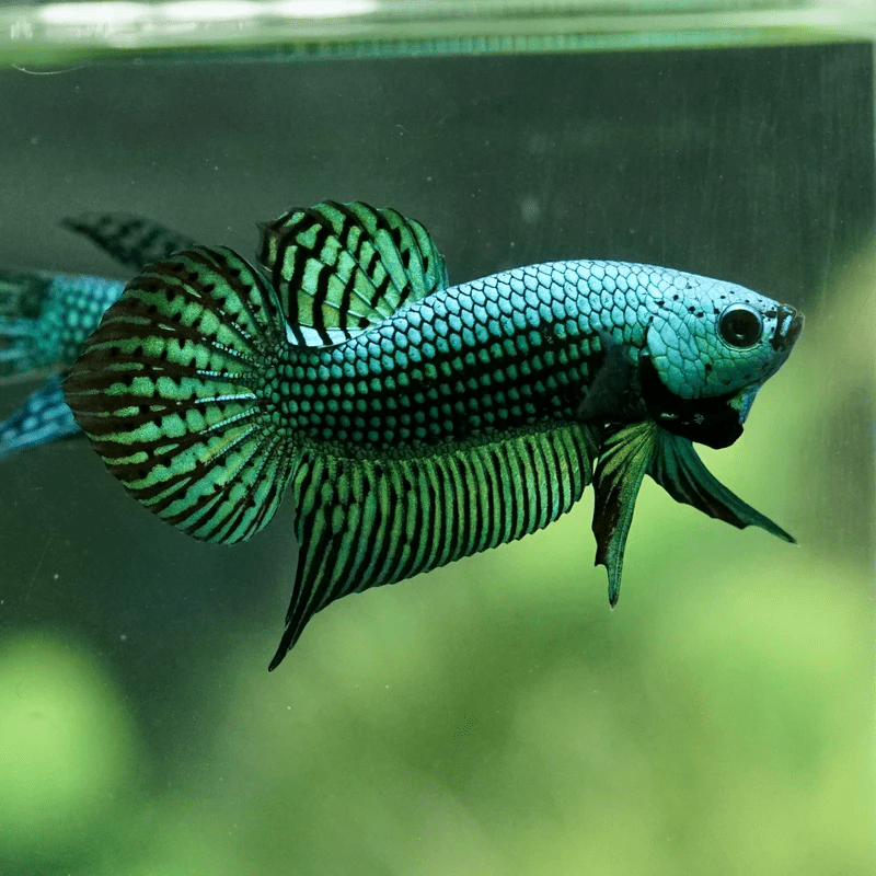 alien betta