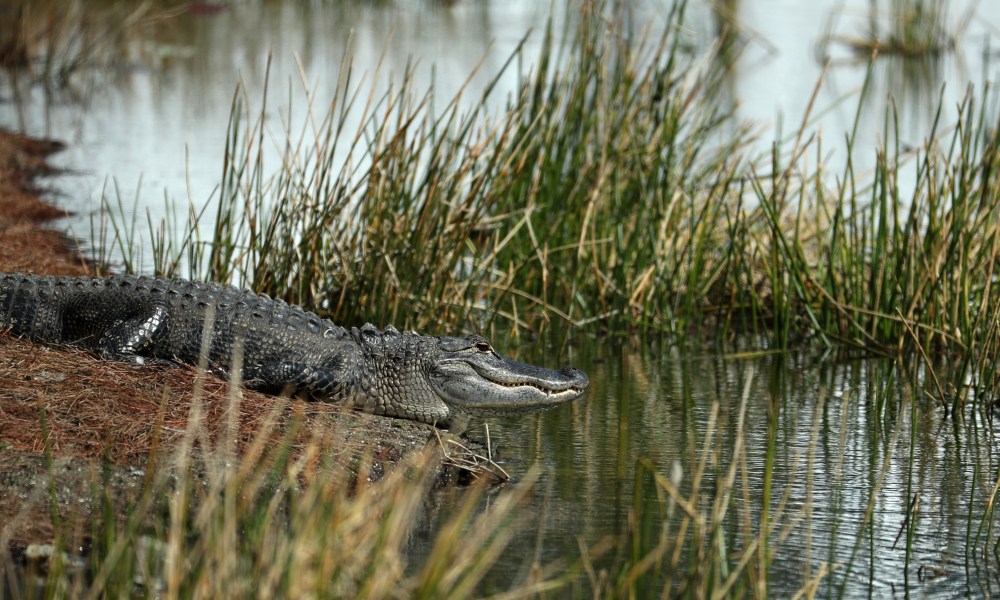 alligator escorts