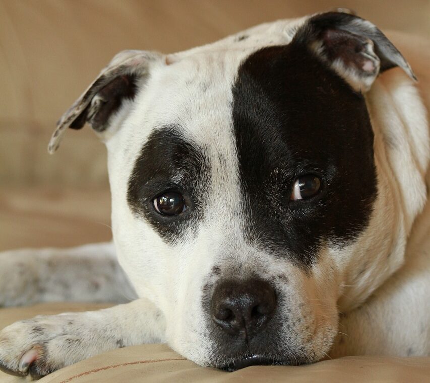 american staffordshire terrier shed