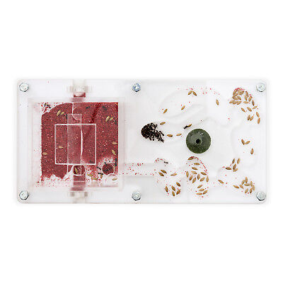 ant colony kit