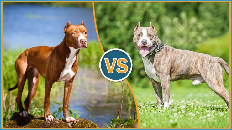 apbt vs staffordshire terrier