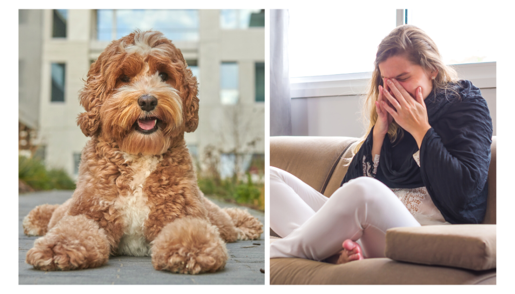 are labradoodles hypoallergenic