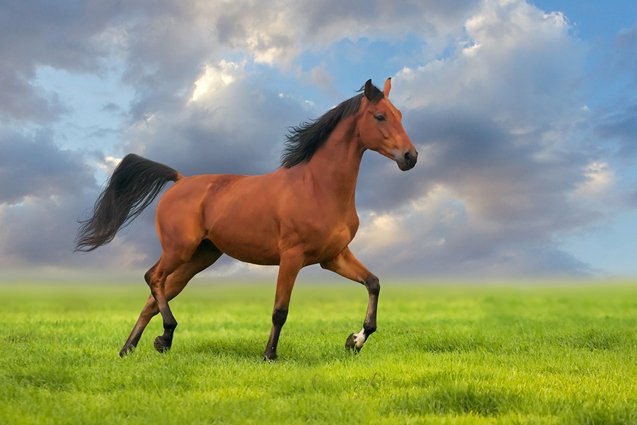 are mustang horses good for beginners