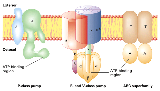 atpase