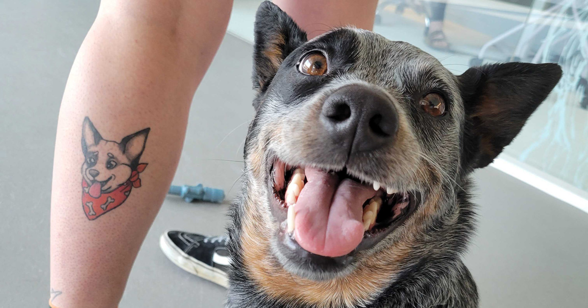 australian cattle dog tattoo