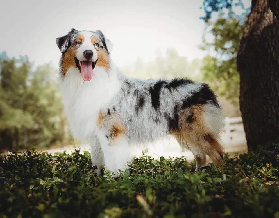 australian shepherd puppies for sale