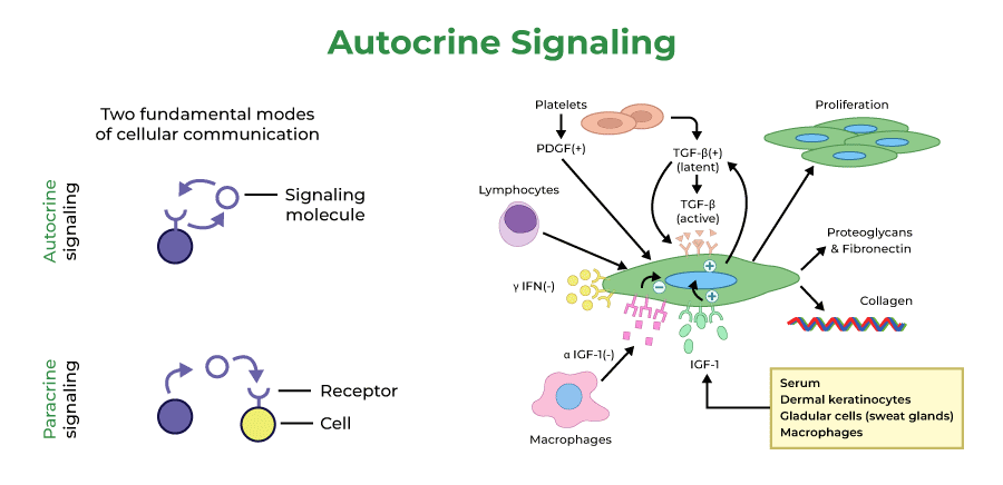 autocrine