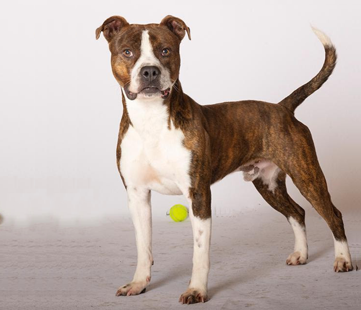 pitbull and terrier mix