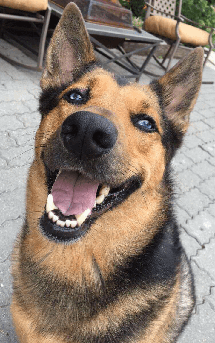 german shepherd and husky cross