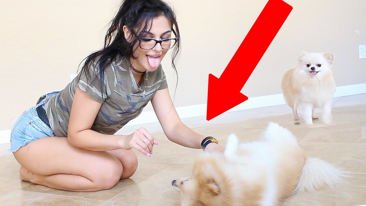 sssniperwolf dog