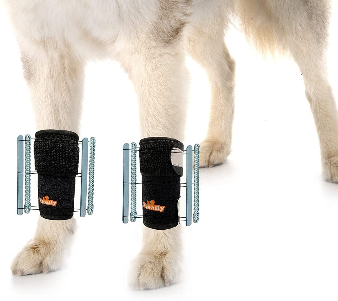 canine front leg brace