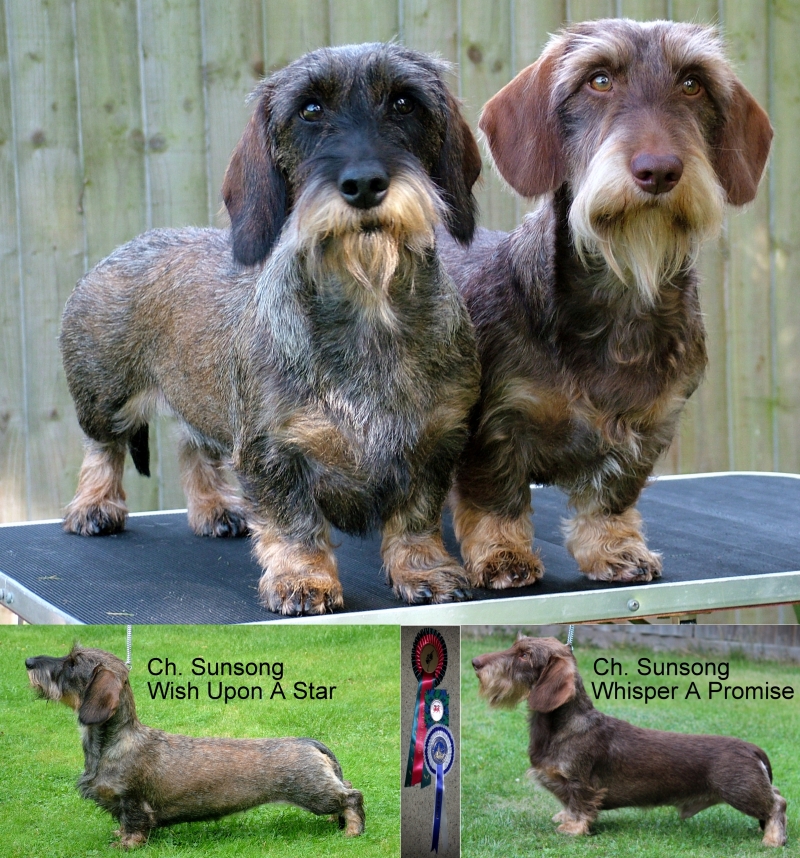 wire haired dachshund for sale