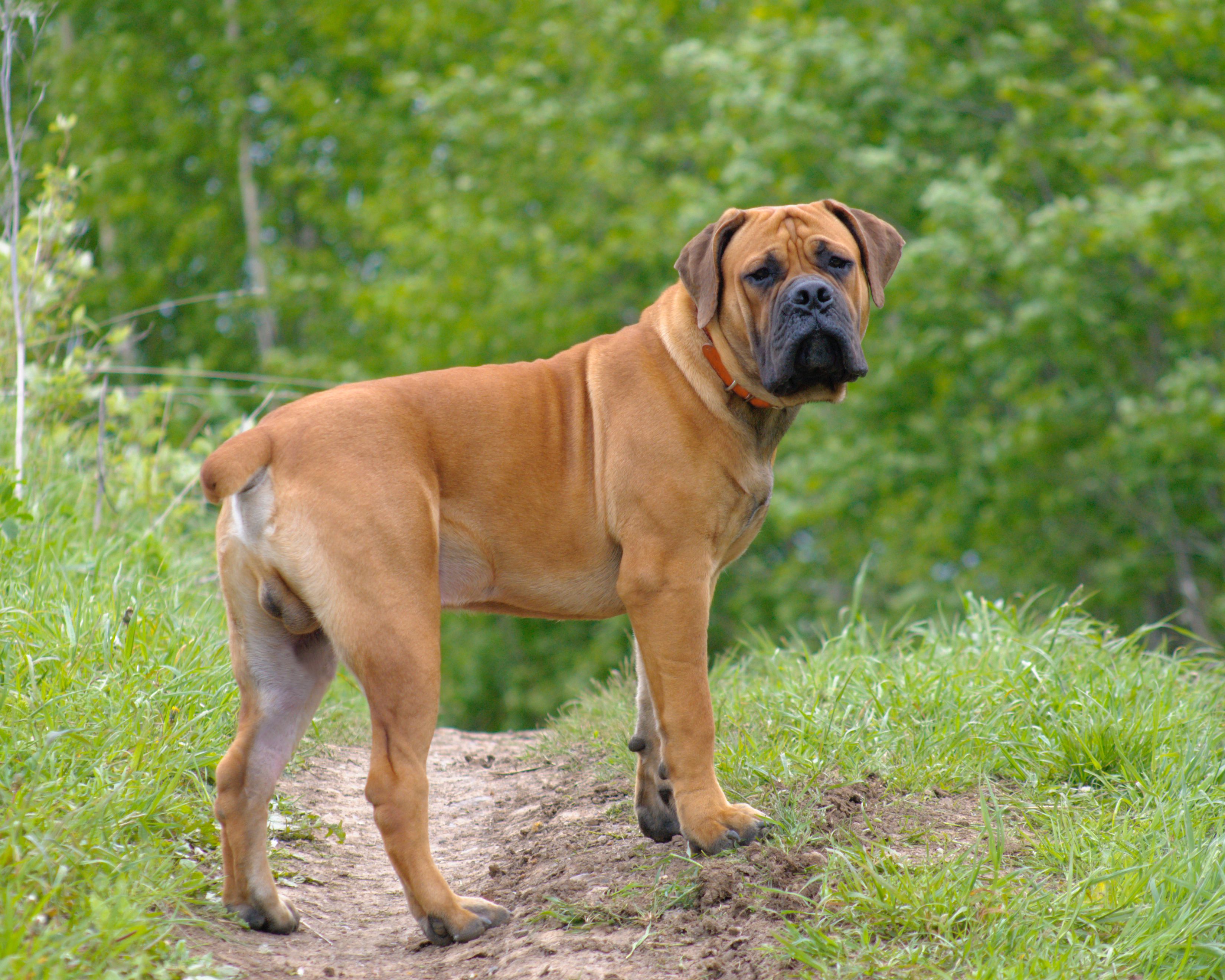 mastiff dog pics