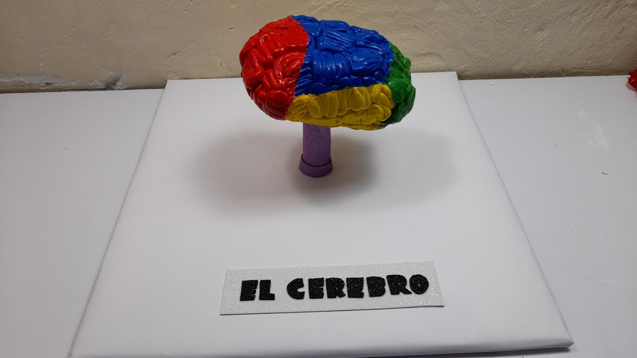 como hacer un cerebro con goma eva